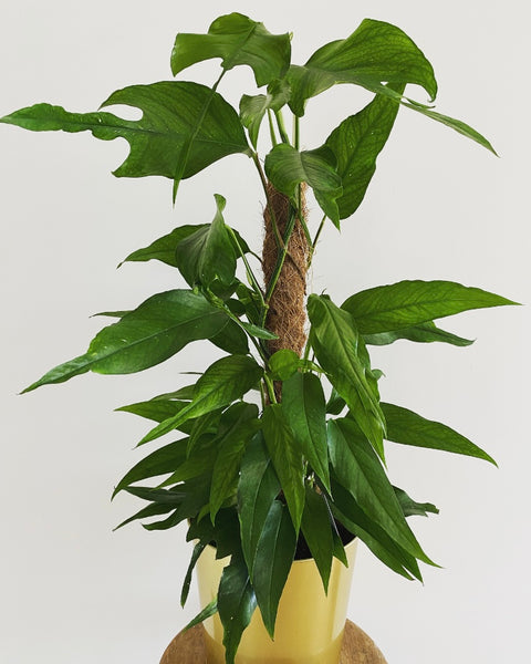 Epipremnum Pinnatum Skeleton Key plant