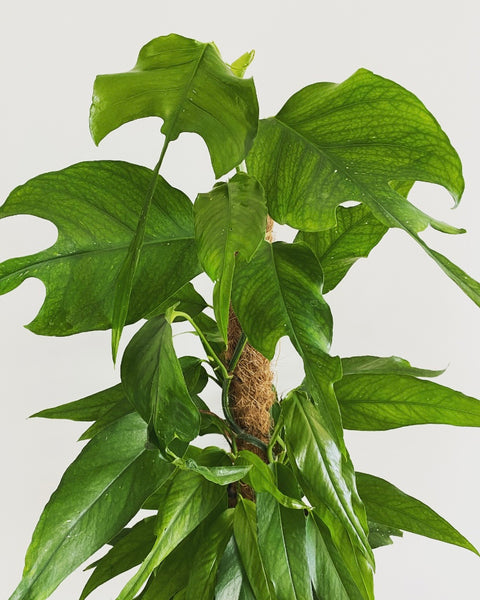 Epipremnum Pinnatum Skeleton Key plant