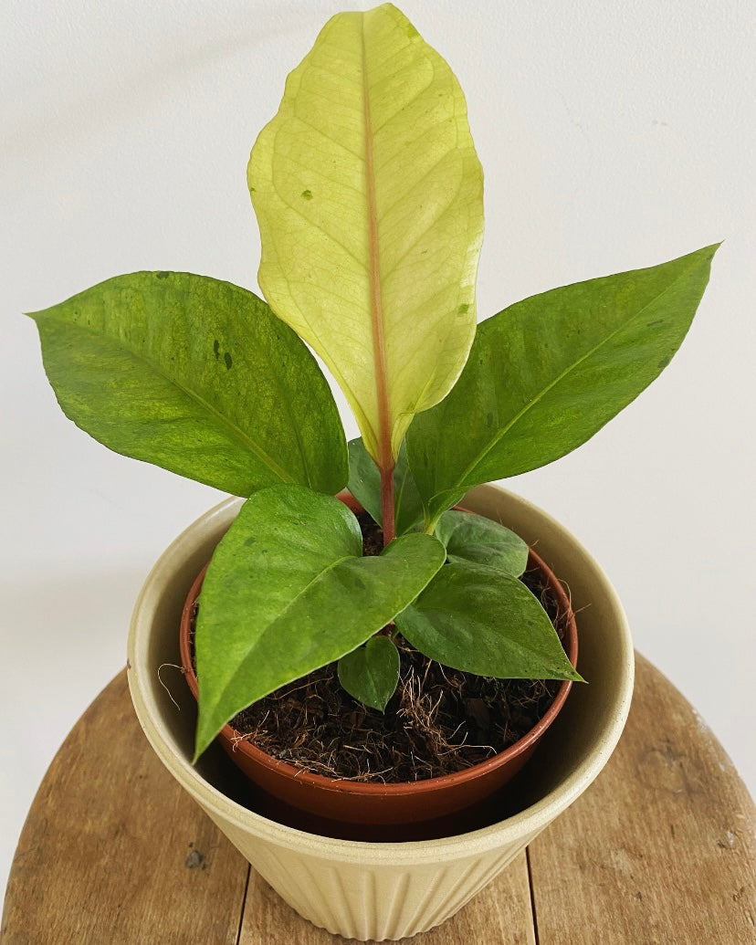 Anthurium Hookeri variegated plant