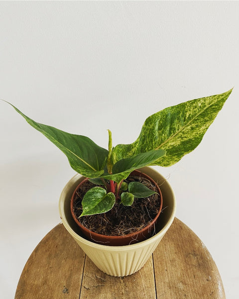 Anthurium Hookeri variegated plant