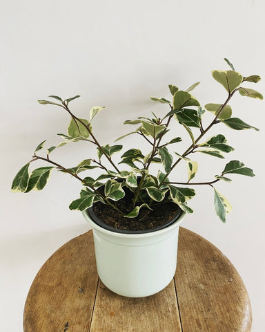 Ficus Triangularis variegated Sweetheart plant