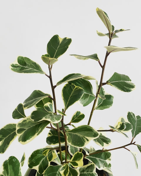 Ficus Triangularis variegated Sweetheart plant
