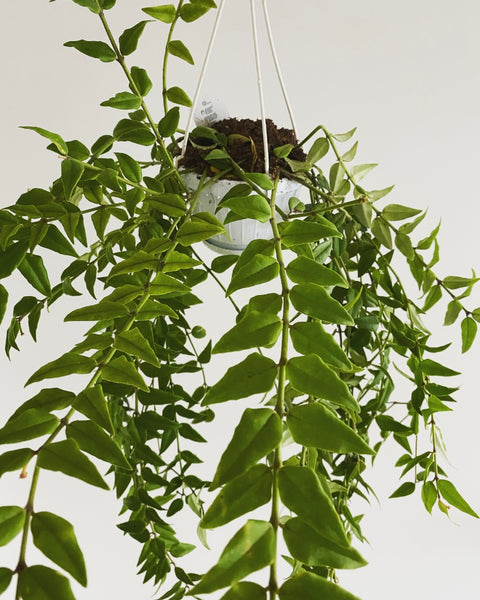 Hoya Bella hanging plant