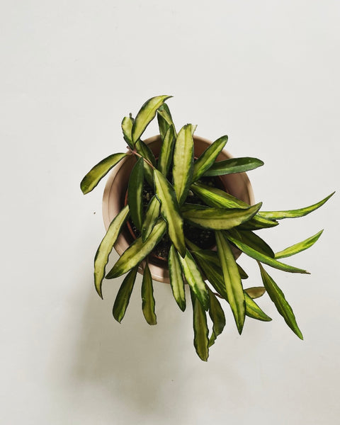 Hoya Wayetii Tricolor plant