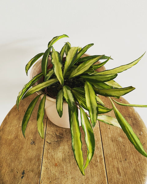 Hoya Wayetii Tricolor plant