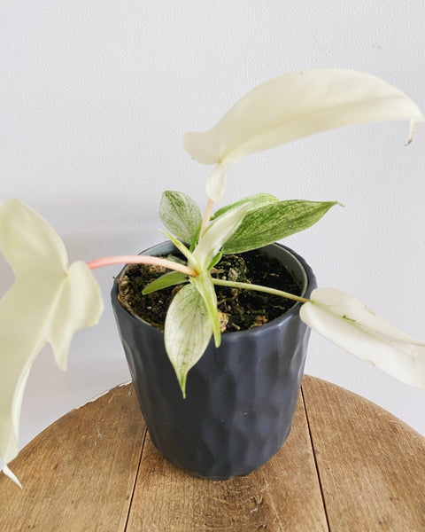 Philodendron Florida Ghost plant