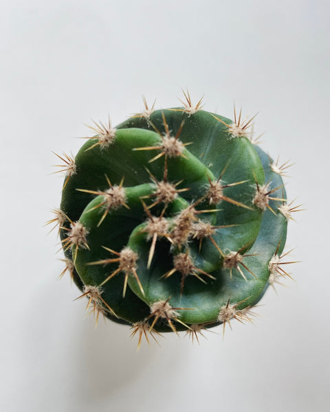 Cereus Jamacaru Spiralis cactus
