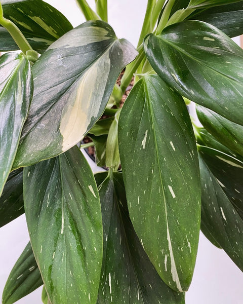 Monstera Standleyana/Philodendron Cobra plant
