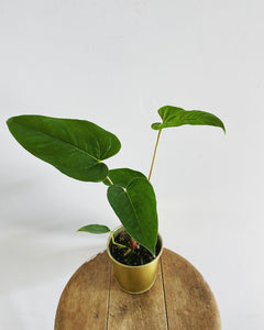 Anthurium Pedatum plant