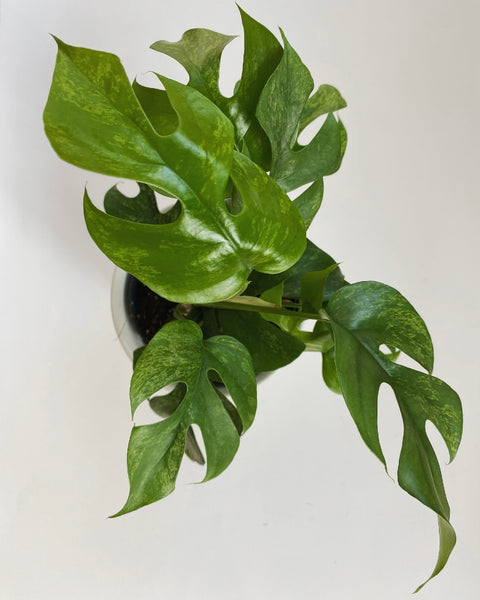 Rhaphidophora Tetrasperma Marble plant