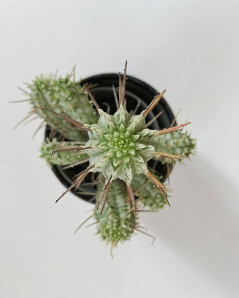 Euphorbia Mammillaris Variegata plant