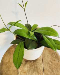 Hoya Crassipetiolata plant