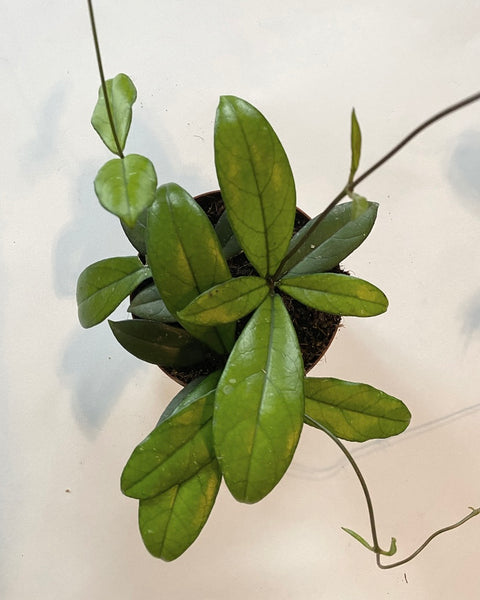 Hoya Crassipetiolata plant