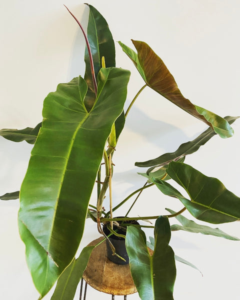 Philodendron Atabapoense plant PICK UP ONLY!!!