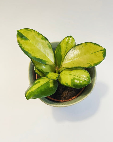 Hoya Carnosa Tricolor plant