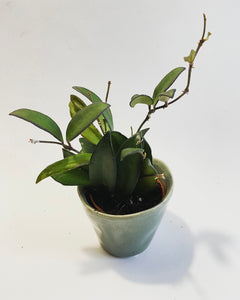 Hoya Rosita plant