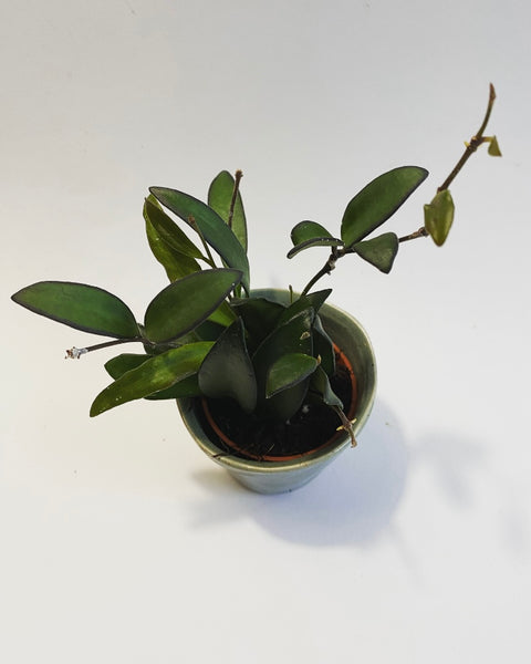 Hoya Rosita plant
