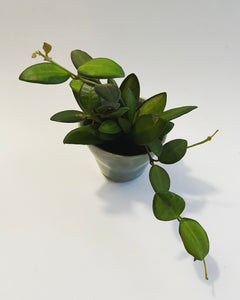 Hoya Burtoniae plant