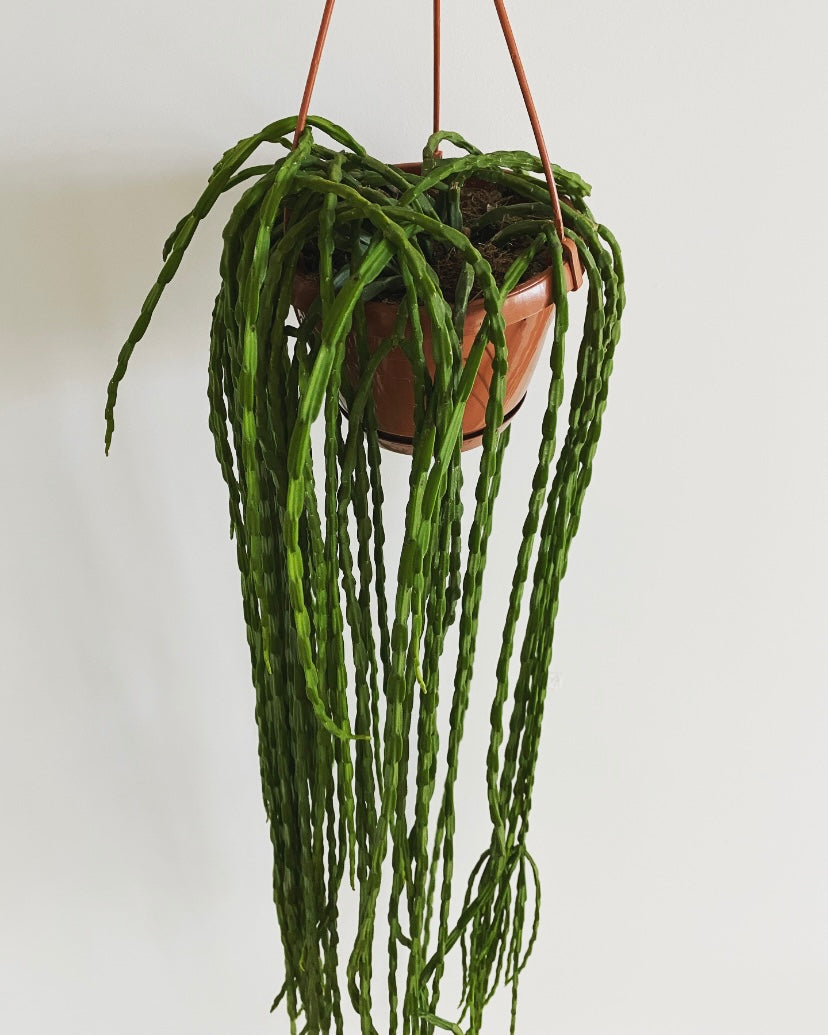 Rhipsalis Paradoxa Minor hanging plant