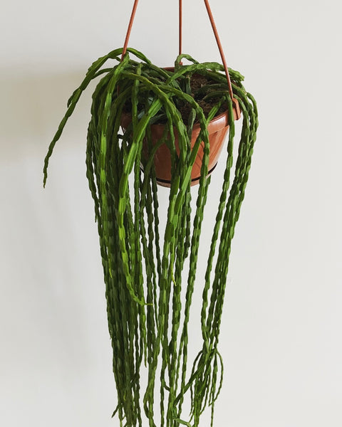 Rhipsalis Paradoxa Minor hanging plant