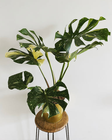 Monstera Thai Constellation plant PICK UP ONLY!!!