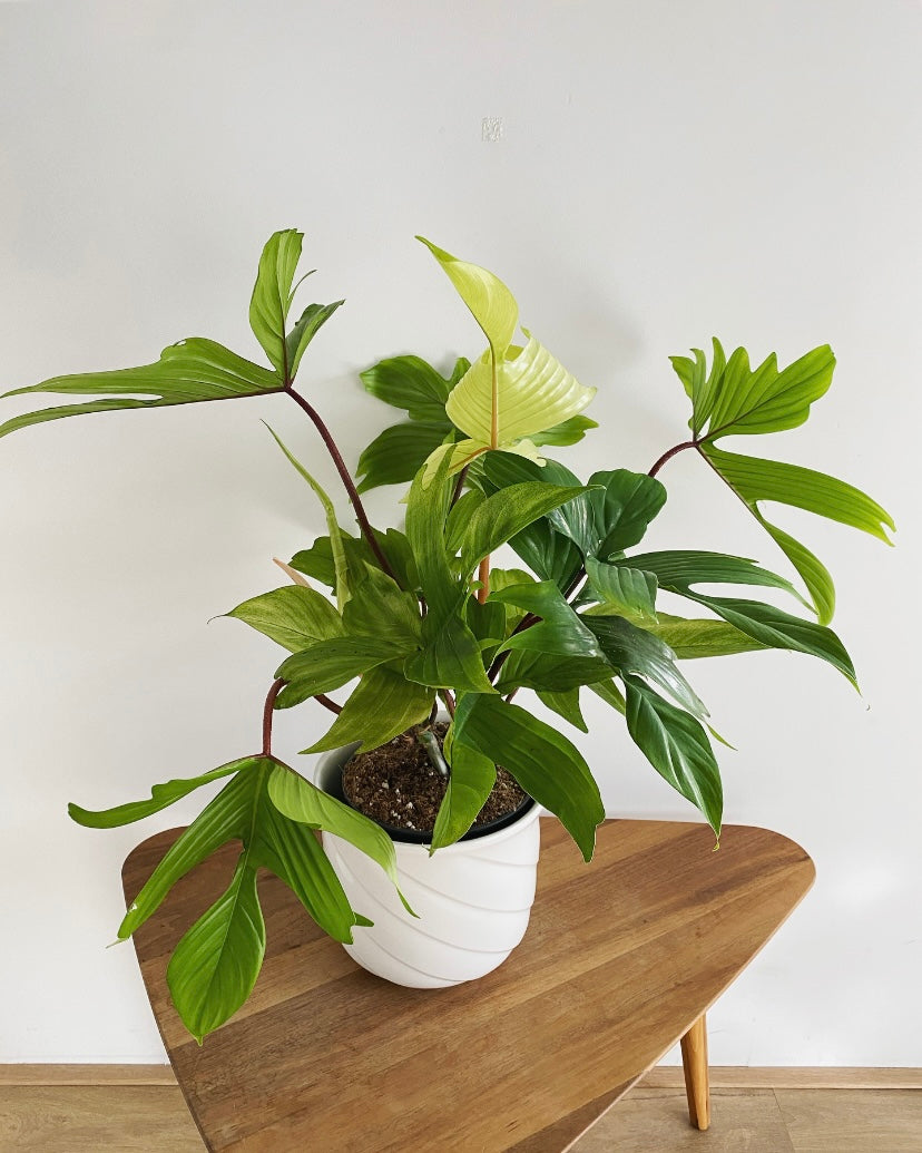 Philodendron Florida Ghost plant PICK UP ONLY!!!
