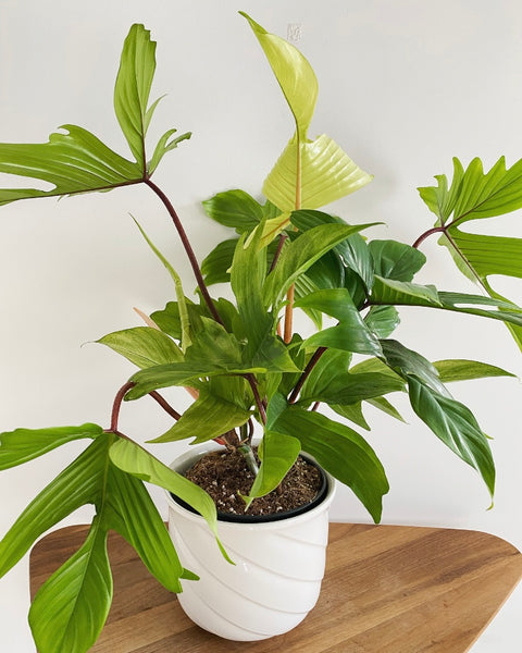 Philodendron Florida Ghost plant PICK UP ONLY!!!
