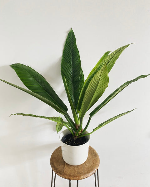 Philodendron Campii Lynette plant