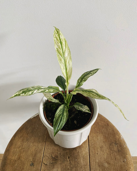 Spathiphyllum Sensation Variegated plant