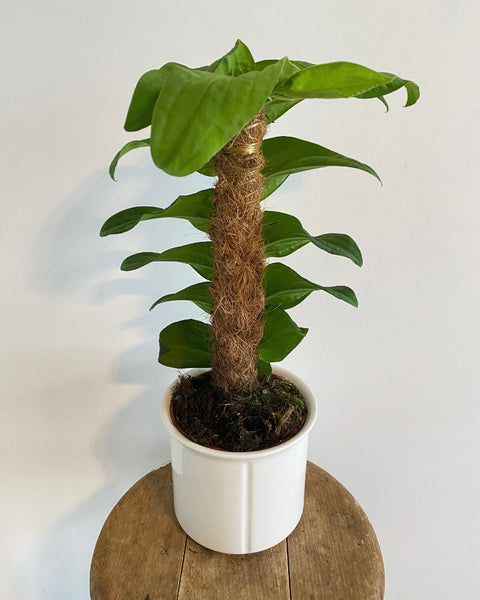 Rhaphidophora Korthalsii plant