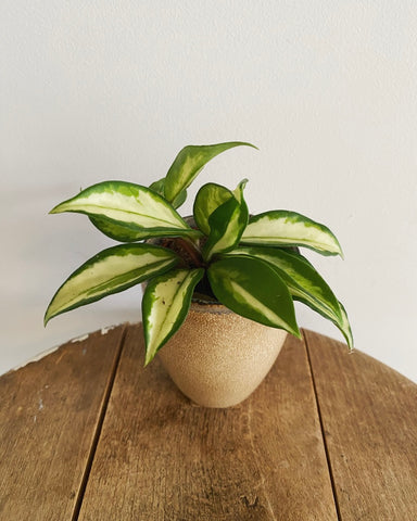 Hoya Carnosa Tricolor plant