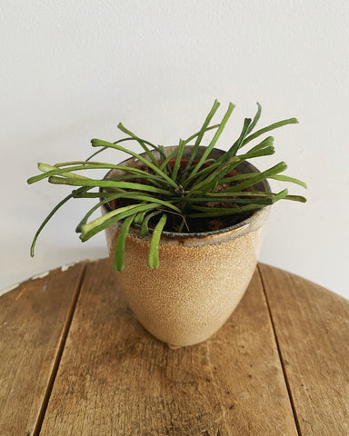 Hoya Retusa plant