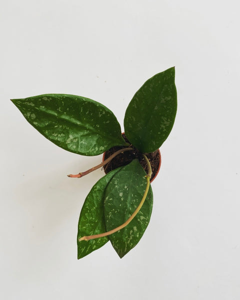Hoya Rundumensis Splash plant