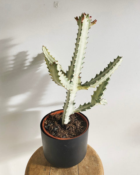 Euphorbia Lactea White Ghost nr 1 PICK UP ONLY!!!