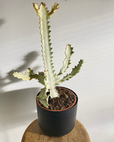 Euphorbia Lactea White Ghost plant PICK UP ONLY!!!