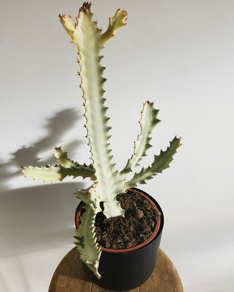 Euphorbia Lactea White Ghost nr 3 PICK UP ONLY!!!