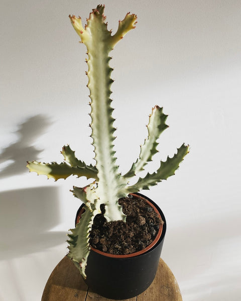 Euphorbia Lactea White Ghost plant PICK UP ONLY!!!