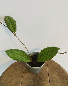 Hoya (Meredithii)plant