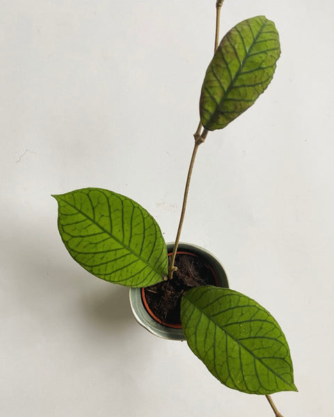 Hoya (Meredithii)plant