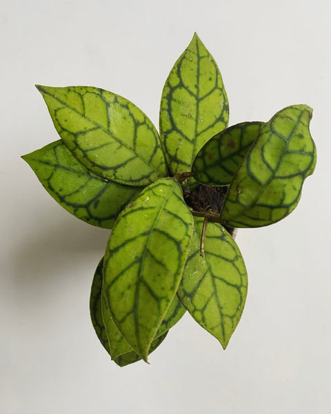 Hoya Callistophylla plant