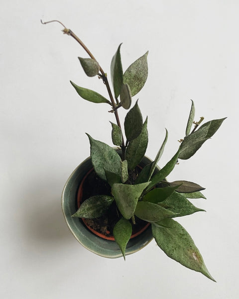 Hoya Lacunosa plant