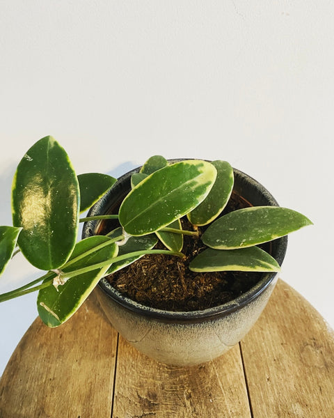 Hoya Verticillata/Acuta outer variegated plant