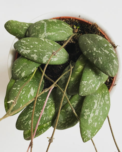 Hoya Sigillatis AH001 plant