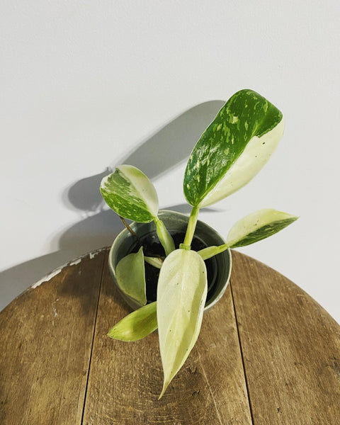 Philodendron Jose Buono variegated plant
