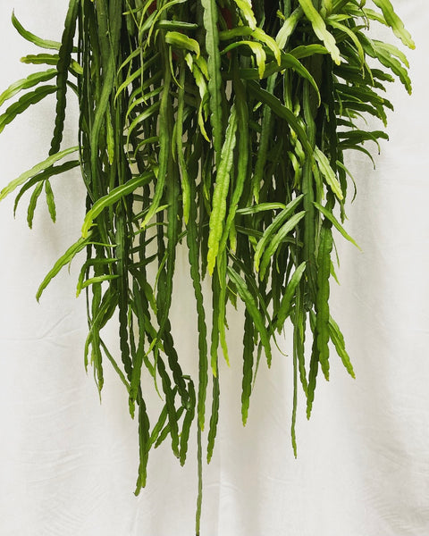 Lepismium Bolivianum hanging plant (PICK UP ONLY!)