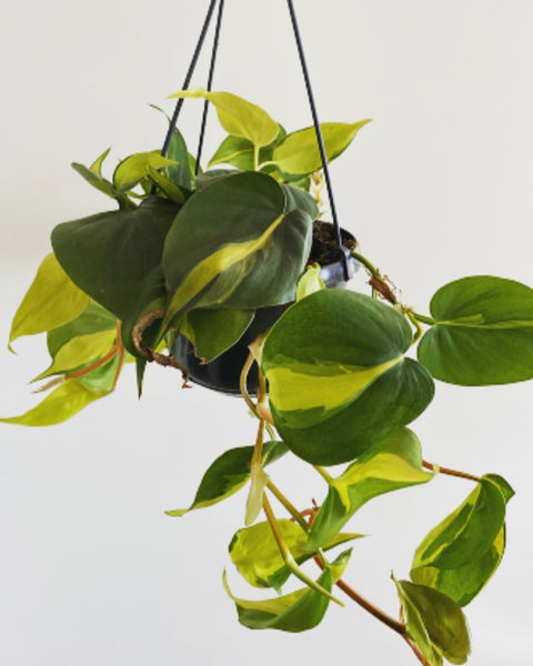 Philodendron Scandens Brasil hanging plant