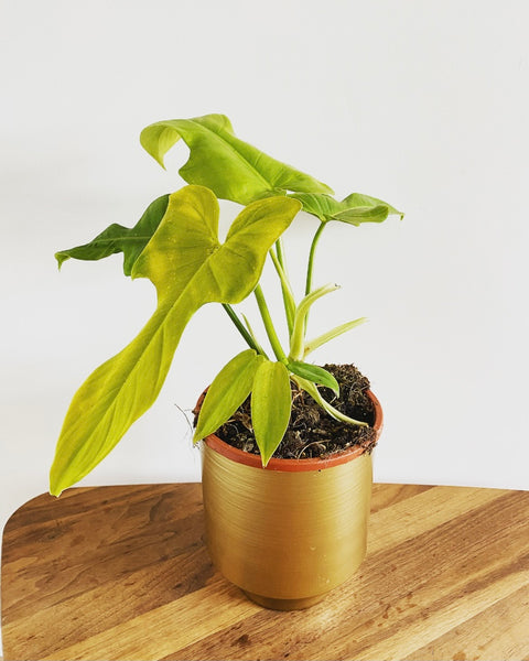 Philodendron Violin Gold plant