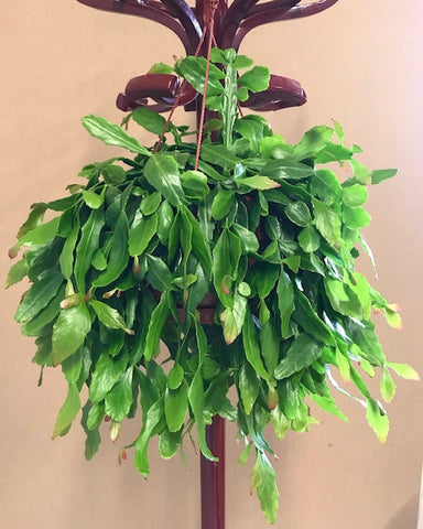 Rhipsalis Crispata hanging plant (PICK UP ONLY!)
